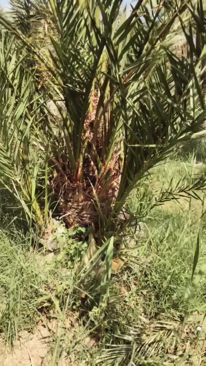 سلام عليكم يتوفر فسائل برحي مع أبريم مجذر وكامل بس تشلع حجم خير من الله ***********

