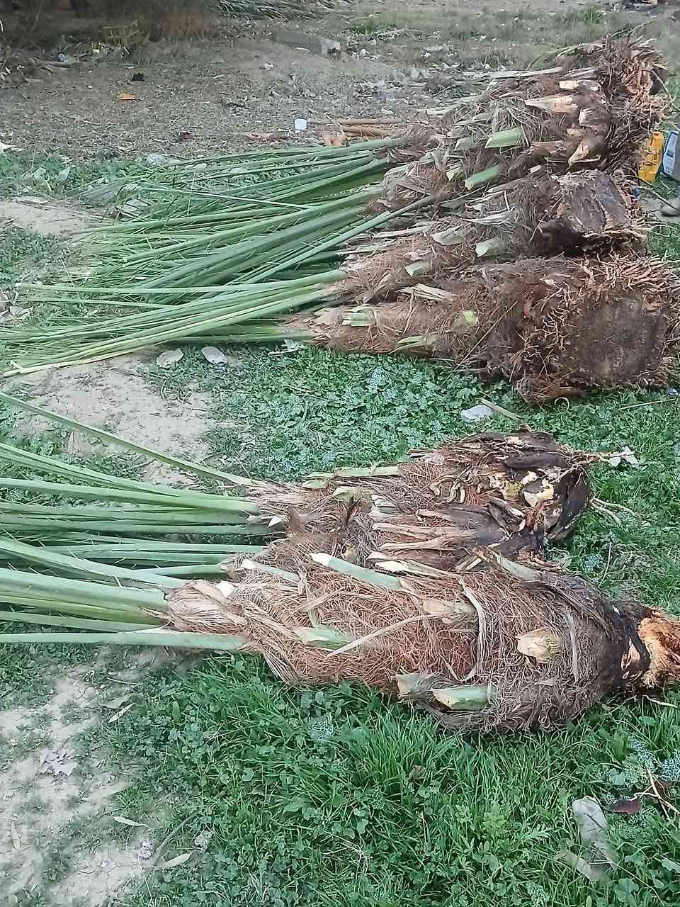 يوجد لدينا كافت انواع الفسيل لبيع
الاتصال ***********
