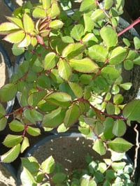 جوري عراقي الوان متوفر لدينا بأنتاج عراقي  السندانه ب٢٠٠٠ كل ٣سنادين ب...