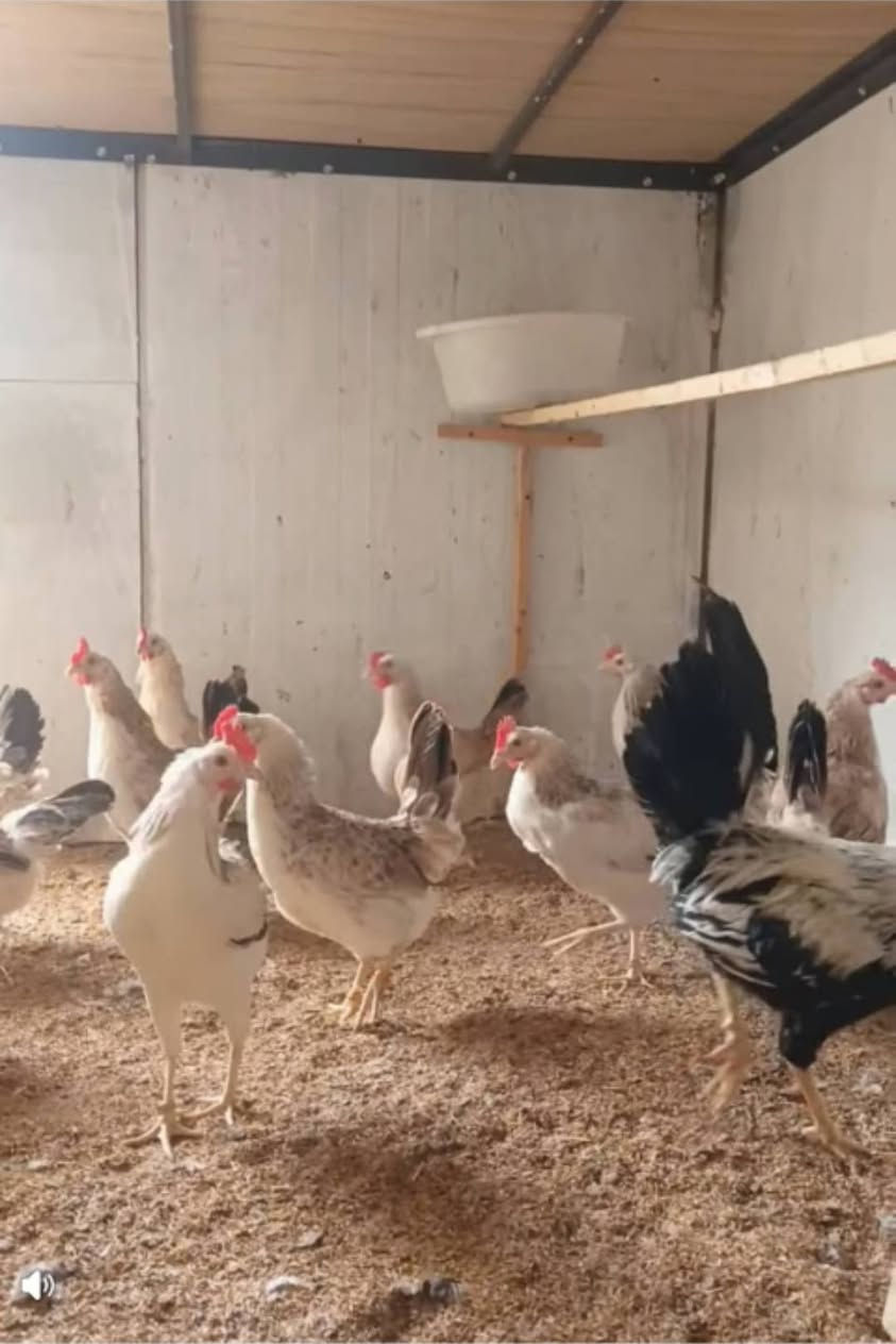 سلام عليكم دجاج للبيع مكاني الحديد سعر الزوج 20 الف للستفسار +*********** مكلف بلنشر
