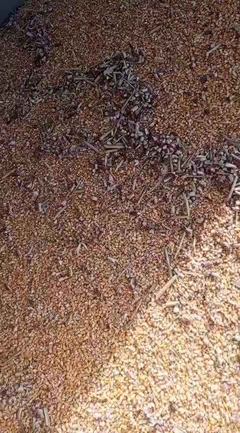 بسم الله الرحمن الرحيم يوجد جميع أنواع البذور ذره صفراء@وذره حمراء @وبذور سيسبان @العنوان الحمزه الغربي قرب خط السريع @للتواصل ***********
