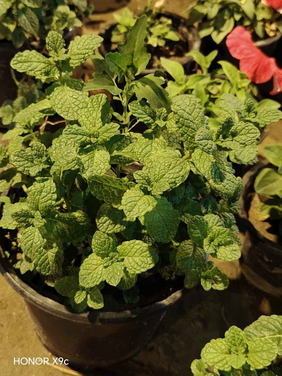 متوفر انواع الاشجار المثمره والحمضيات
والازهار العطريه  والبنات الضليه والخارجيه بااسعار جدا مناسبه والعرض محدود متوفر توصيل داخل السماوه
بالاضافه الئ اشجار النبك المطعم


**إذا كنت صاحب هذا الإعلان وتريد حذفه لأي سبب، رجاءا أرسل رسالة إلى الدعم الفني**