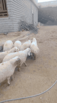 اللهم صلي على محمد وال محمد 
#يوجد_طليان_مال_ذبح_و_ربط ناصحات شرط النصاحه علئ كل عيب مابيهن العدد 8 كصه واحده وزن الطلي 20 كيلو  المكان صلاح الدين بيجي رقم الهاتف *********** + ***********
