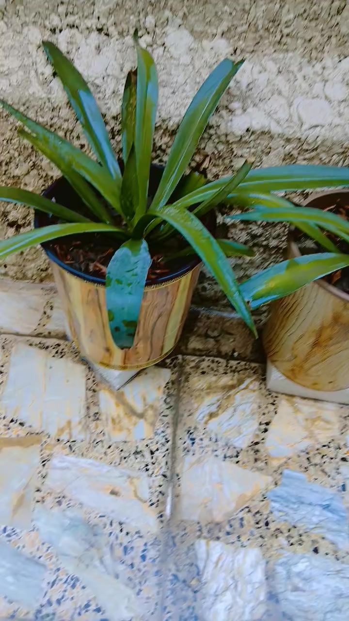 السلام عليكم نباتات للبيع اريد انتقل مكان اصغر واريد ابيعهم الكبيره ب 20 وبيها مجال والوسط الوحده ب10 والصغار الوحده ب6 والصبار ب10 المكان الامين الثانيه


**إذا كنت صاحب هذا الإعلان وتريد حذفه لأي سبب، رجاءا أرسل رسالة إلى الدعم الفني**