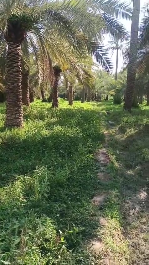 ارض زراعية بيوت 2 ماحصير 2 ذي قار قلعة سكر قرية الخماس
للاستفسار ***********
اسيا ***********
