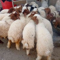 طليان 12العدد سعر الزوج 590وبيهن مجال العنوان الدوره عرب جبور قرب مركز...