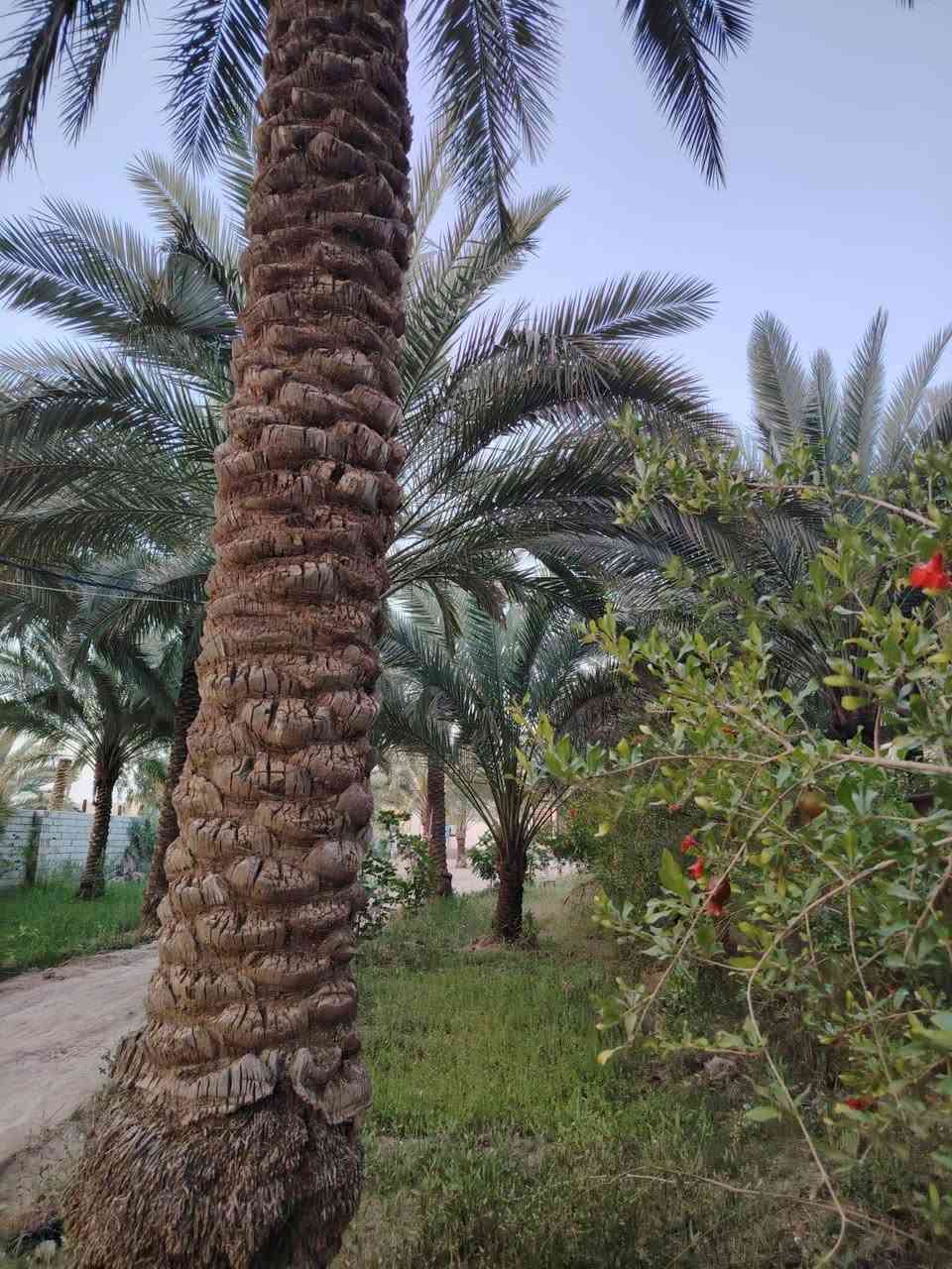 سلام عليكم
للبيع دونم وربع مع بيت مساحه ٢٠٠ متر بي ٣ غرف نوم جديد 2026 بناء طابوك جمهوري المكان كربلاء الحر منطقة الجمالية متوفر كامل خدمات للاستفسار مراسله الصفحه محمد الطائي  أو واتساب ***********
