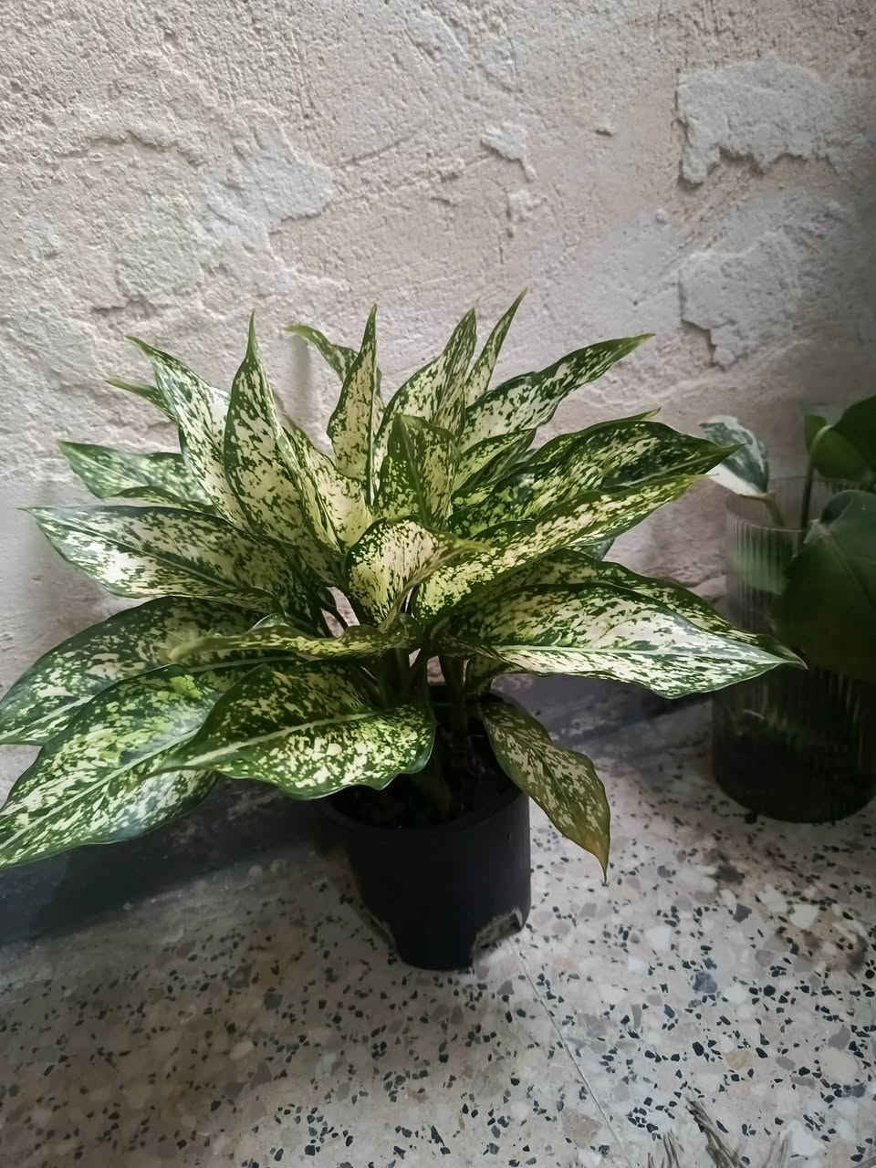 سلام عليكم.... نباتات ب اسعار مناسبه توجد خدمه توصيل لجميع المحافظات وداخل كركوك


**إذا كنت صاحب هذا الإعلان وتريد حذفه لأي سبب، رجاءا أرسل رسالة إلى الدعم الفني**