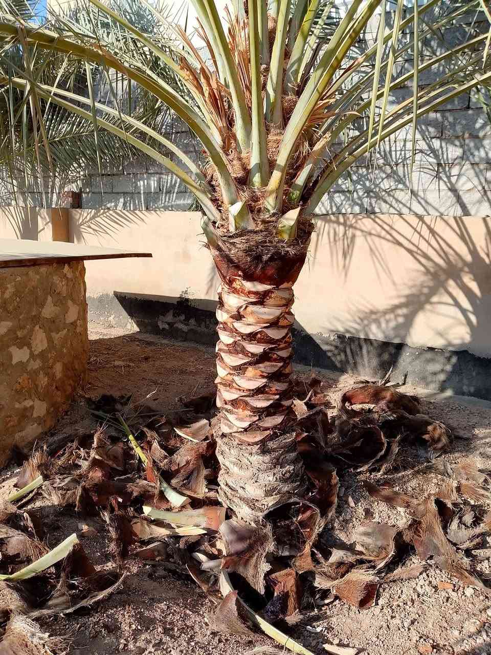 من رخصه الدمن يوجد. كادر تكريب نخيل نقل فسايل تكريب تنضيف علاج ها ***********
