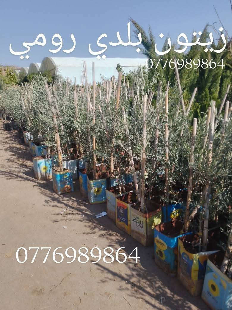 ‏لحق العرض 
‏زيتون نبالي محسن حجم كبير مثمر 
‏زيتون بلدي رومي مطعم ومركب على مر 
‏زيتون كورنيكي يوناني مقزم 
‏زيتون اسباني مقزم اربكينا 
‏للاستفسار التواصل على الرقم 0776989864 التوصيل مجاني لباب بيتك جميع المحافضات 
‏


**إذا كنت صاحب هذا الإعلان وتريد حذفه لأي سبب، رجاءا أرسل رسالة إلى الدعم الفني**