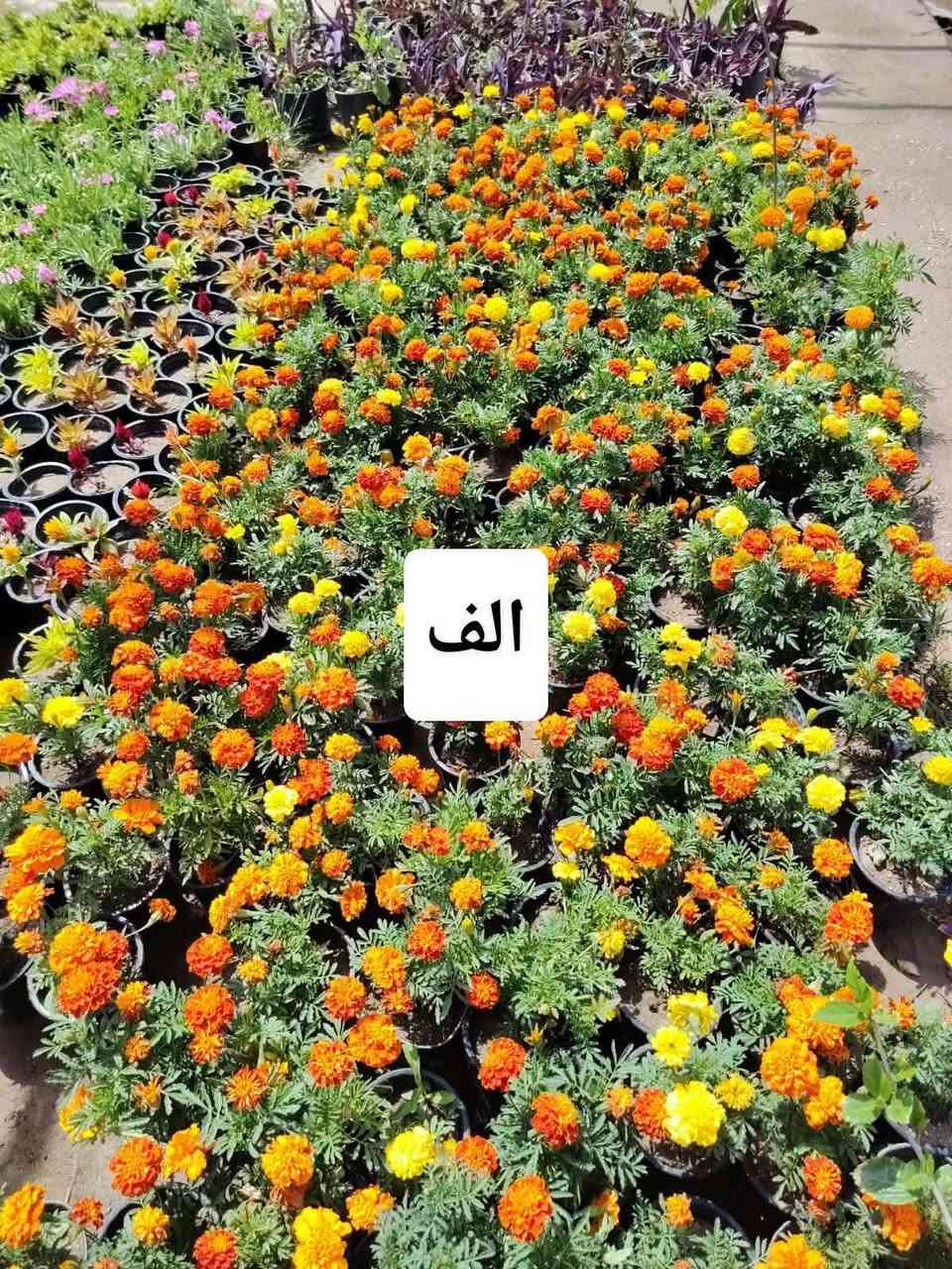 اللهم صلي على محمد وآل محمد
مشتل نعناعه الرفاعي الصوب الاول مجاور جسر المشاة بتجاه السايلو مقابل مدرسة الرقيم الاهليه ***********
