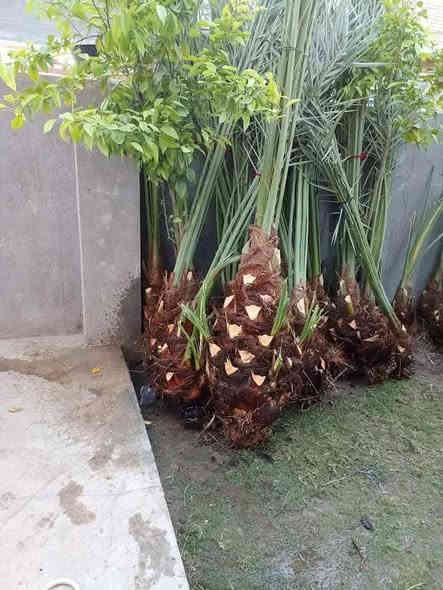 السلام عليكم 
يوجد لدينا فسيل 
برحي 
بريم 
مكتوم 
وشرسي مندلي 
عنوان ديالى شهربان 
***********
