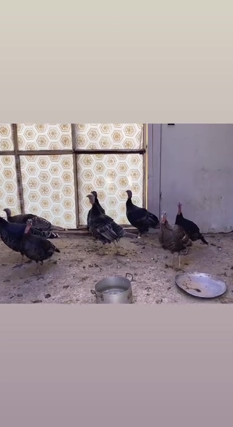 متاح 7نثاية وفحل بياظات العنوان التاجي ***********
