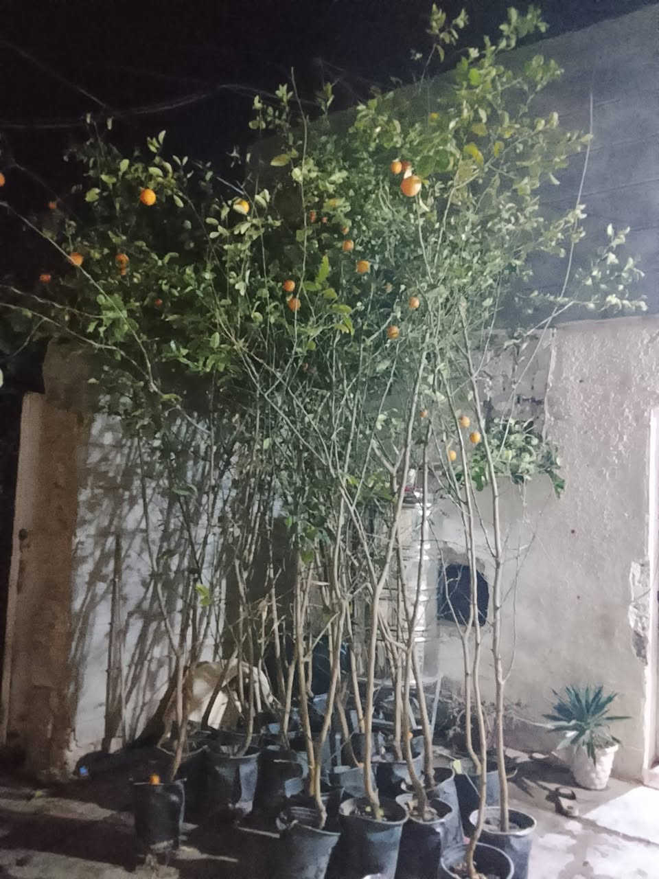 سلام عليكم يتوفر برتقال ابو صره سعر 4000 لالنگي 3500 حامض 4000 نومي بصره إرتفاع 3 متر واكثر حمال بي حمل سعر 15 رارنج اسباني 3 متر وفوگ سعر 10 نبگ تفاحي شايل إرتفاع مترين سعر 15 ددونيا إرتفاع متر سعر 1000 قلنطوز خشن  سعر 2000 انگدنيا سندان 5000 لالنگي صيني خشن إرتفاع مترين واگثر حمال سعر 15 رارنج خشن سعر 2000 سندي 4000 گريم فوت 4000 ان شاء الله غدا متواجد فلكه الفرسان ***********
