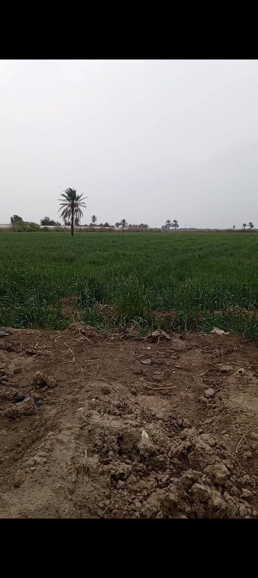 سلام عليكم ارض زراعيه للبيع المساحه 7دونم ونص تبعد عن التبليط غطعه واحد العنوان بابل جبله فرع المصلخ الاتصال على الرقم ***********
