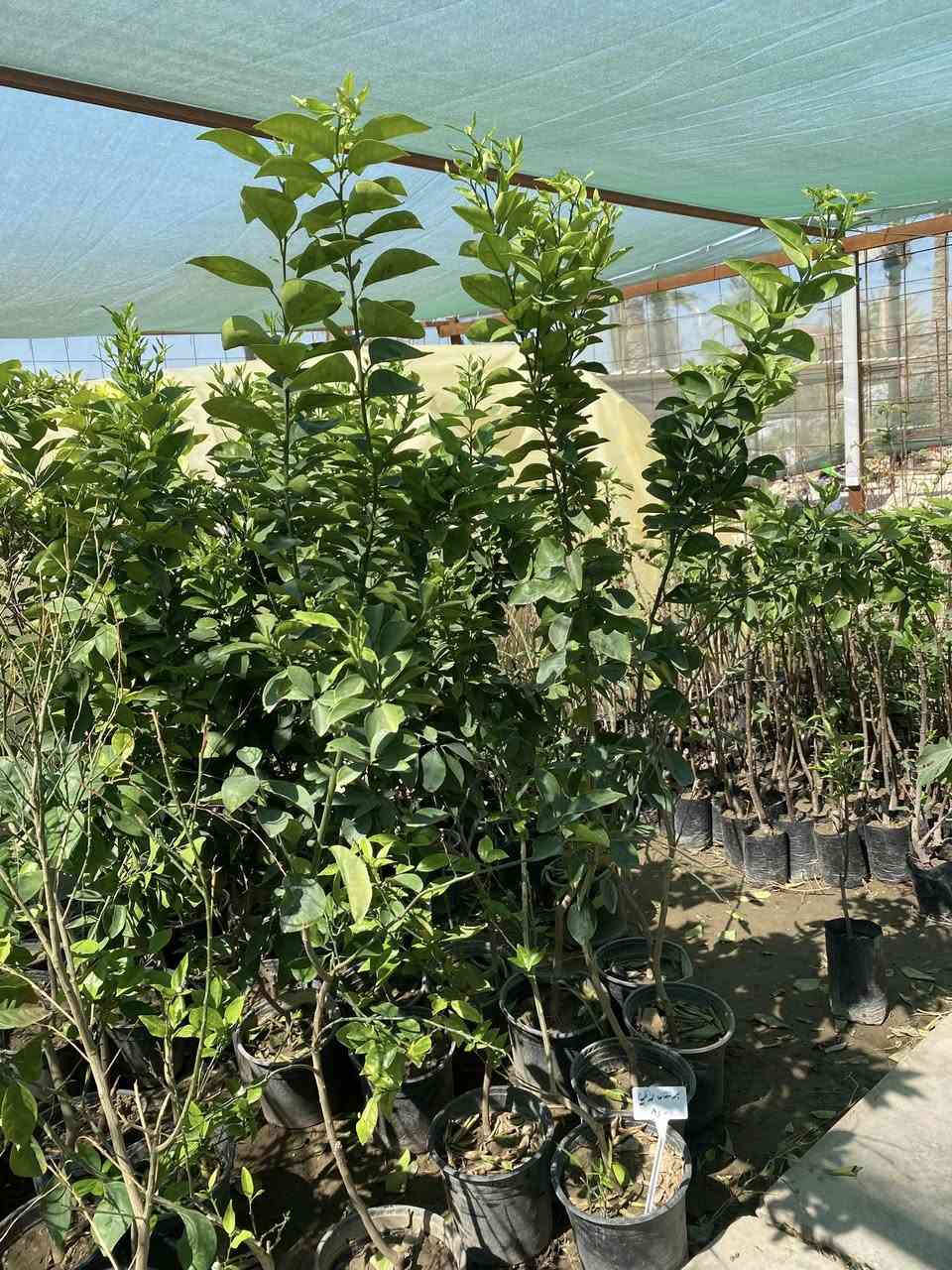 تحية طيبة 
يتوفر لدينا برتقال عراقي مطعم تزهير عالي ارتفاع 170 وفوك
مشتل المهندس 
المشخاب-الدبينية-مقابل مدرسة الذكوات 
***********
