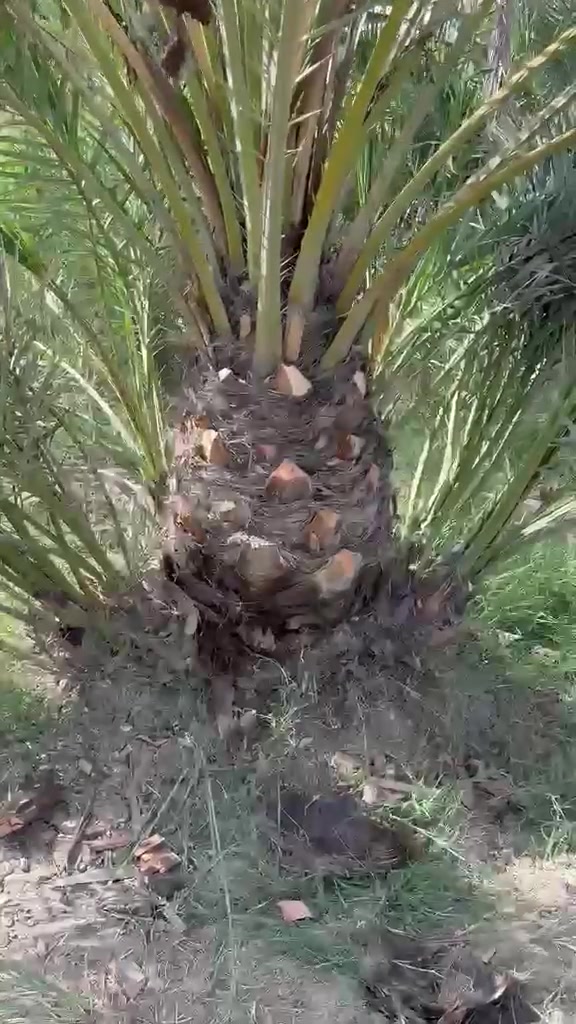 السلام عليكم ورحمة الله وبركاته يتوفر امايات برحي حر مضمونات كلش حلوات الحر ما يتحصل الي يدور حر هاذا الحرالعنوان بصره ابي الخصيب مهيجران الراقب في الشراء 
*********** وتساب
