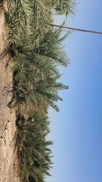 بستان • السبل الثانية • ٨٠٠م