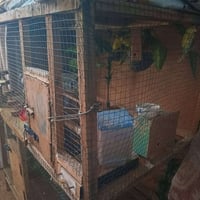 قفص • بدال 40 سويته • ناصرية المركز