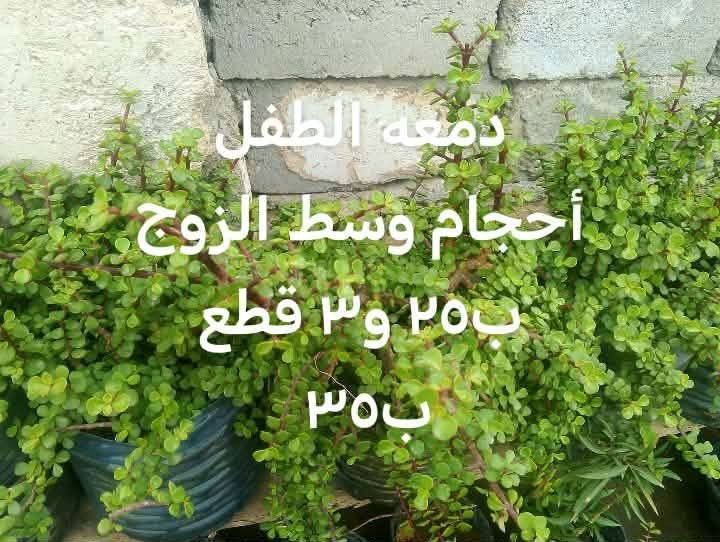 دمعه الطفل أحجام وسط يوجد توصيل داخل بغداد بعض المناطق 🚘🌿🌿🌿🌿🍀


**إذا كنت صاحب هذا الإعلان وتريد حذفه لأي سبب، رجاءا أرسل رسالة إلى الدعم الفني**