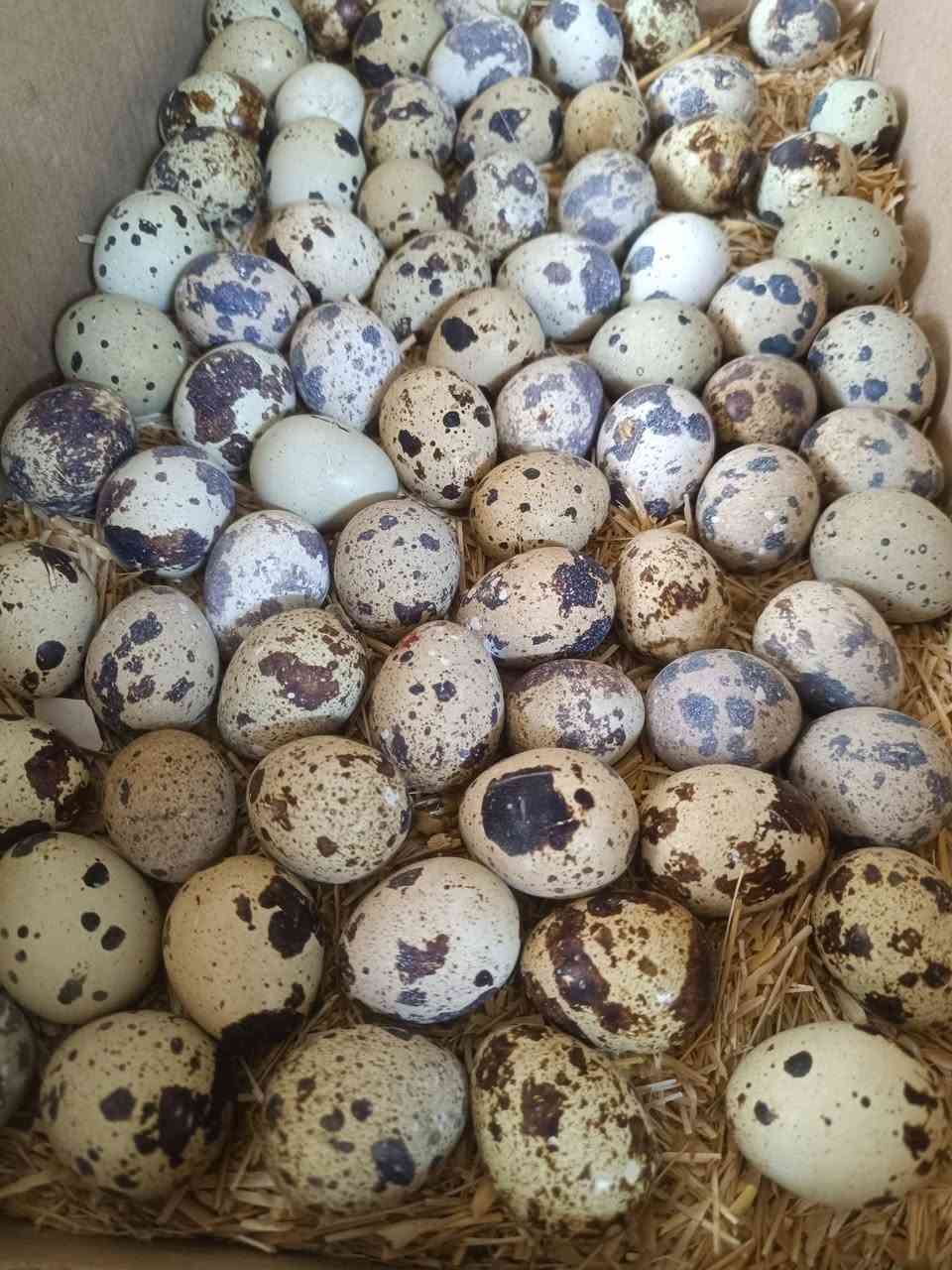 سلام عليكم متوفر بيض سمان جديد يوميه كول يومين تقريبا 150 بيضه سعر ال 100 بيضه 15 الف مكاني كركوك الي يريد يحجز خلي يخابرني  عالخط او واتس اب 
***********
