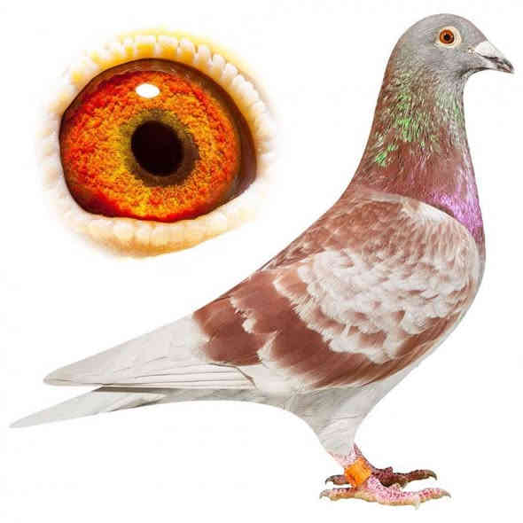 متاح
بغداد   حي   جميلة   
#لوفت_ألسعادةللانتاج 
***********  اتصال فقط 
بالتوفيق لصاحب النصيب
