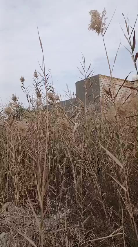 بستان للبيع 2300 متر زراعي زراعي المكان الزديناويه يم مدرسة الواثق كله نخل السعر 170 مليون الشراي ينتصل على الرقم ‏‪0788 457 0726‬‏
