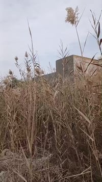 الزديناويه • ٢٣٠٠م • بستان نخل