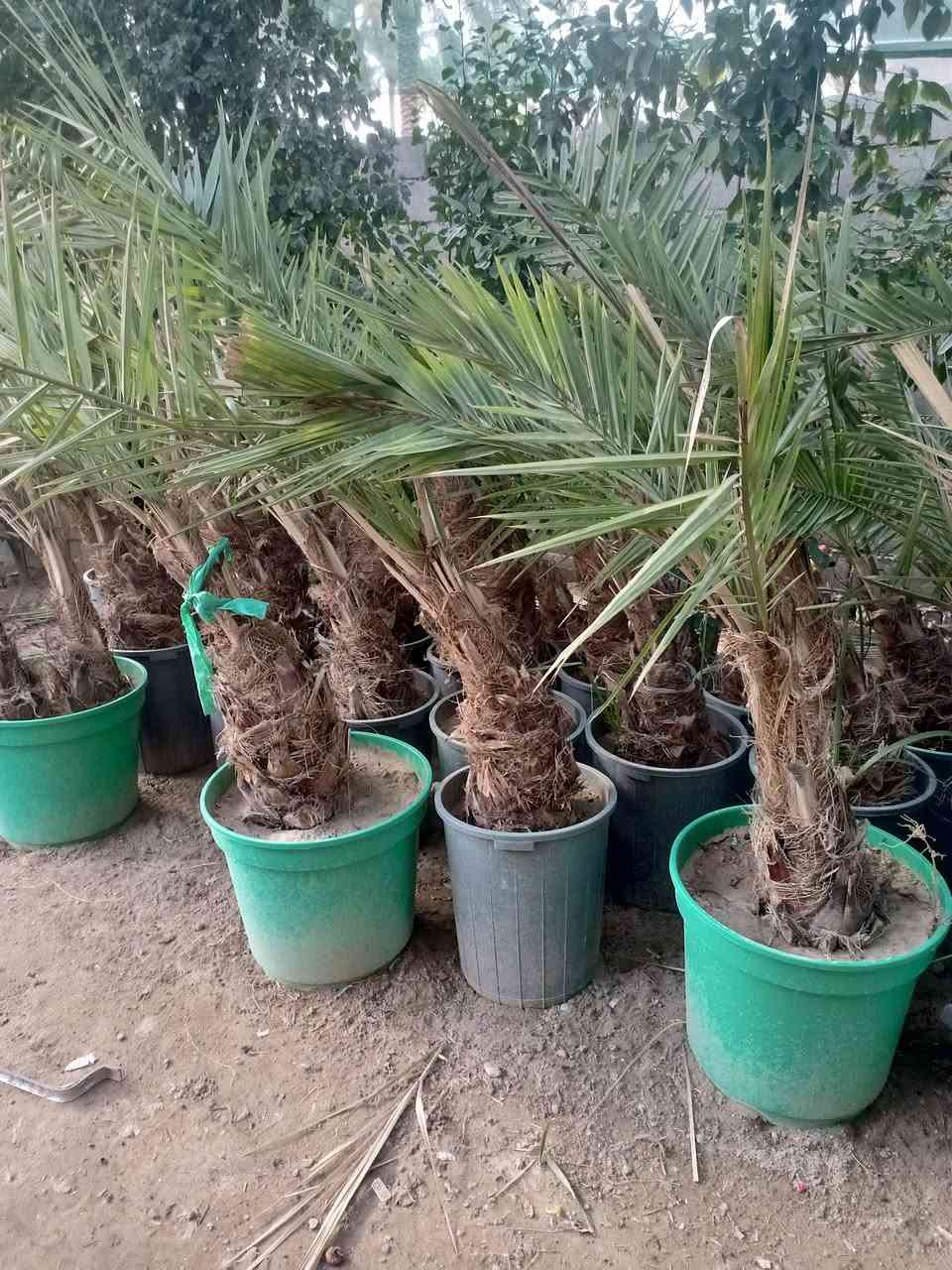 السلام عليكم يوجد الدينا برحي ومجهول وكرنفلي وكافة انواع النخيل لاتصال ع الرقم ***********
