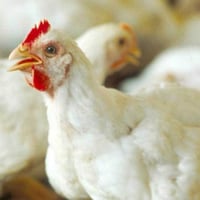 عامل دجاج • استاذ • طويريج الحي الصناعي