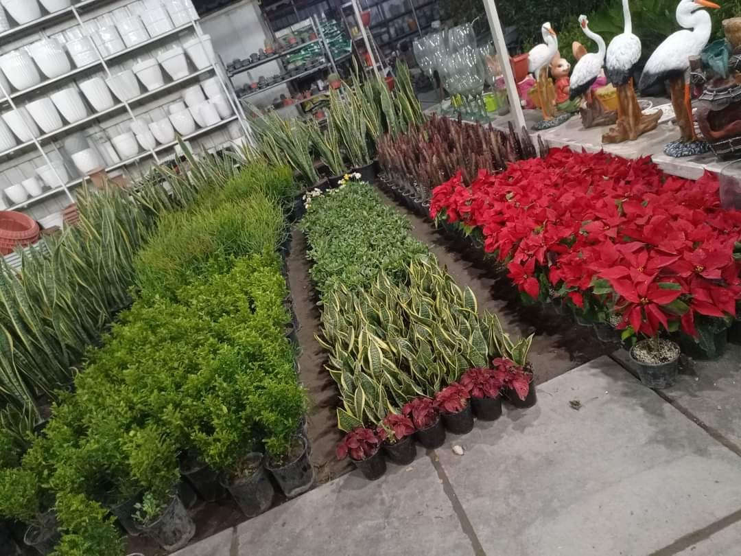 تم بحمد الله وصول نباتات الى مشتل الازهار 
العنوان بغداد شارع القناة 
واتس ***********
جمله / مفرد
