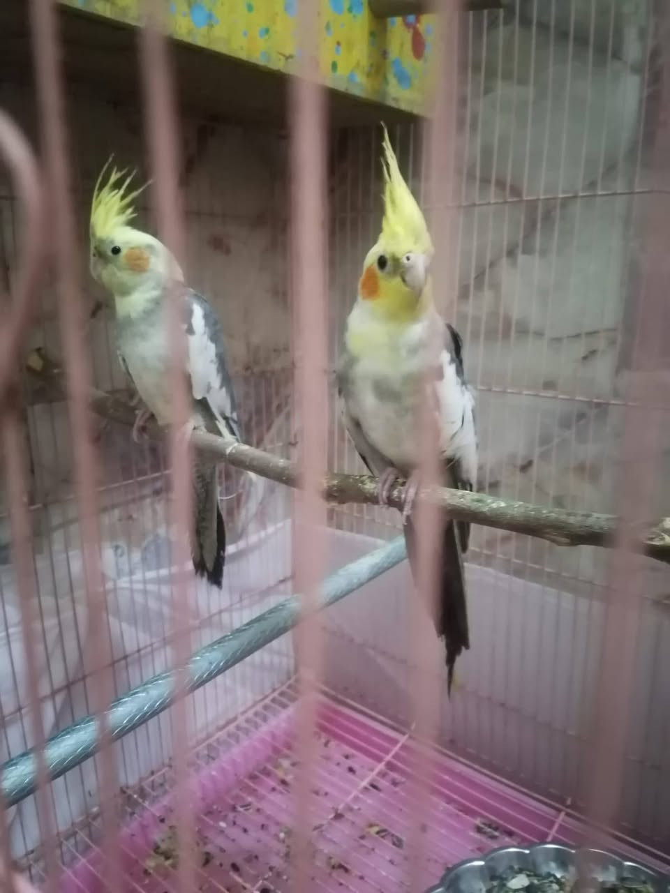 للبيع المكان شطره والتفاصيل عالخاص


**إذا كنت صاحب هذا الإعلان وتريد حذفه لأي سبب، رجاءا أرسل رسالة إلى الدعم الفني**