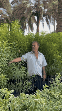 بِسْــــــــــــــــــمِ اللهِ الرَحْمَنِ الرَحِيْمِ
الهم صلي على محمد وال محمد

تم توفير اشجار كبيره سندانه حجم 40

📍موقع المشتل📍 بغداد الكريعات مجاور جامع ابو تراب

البيع جمله فقط..

للاستفسار ومعرفه الاسعار الاتصال على الأرقام 👇🏻👇🏻
***********

***********
