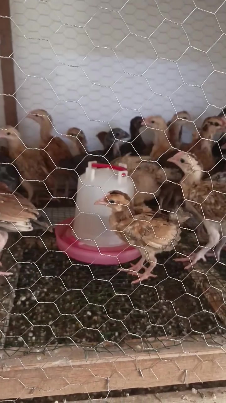 افراخ عرب شرط ملقحات للبيع تواصل ع هاذه رقم بي بس واتساب ***********
