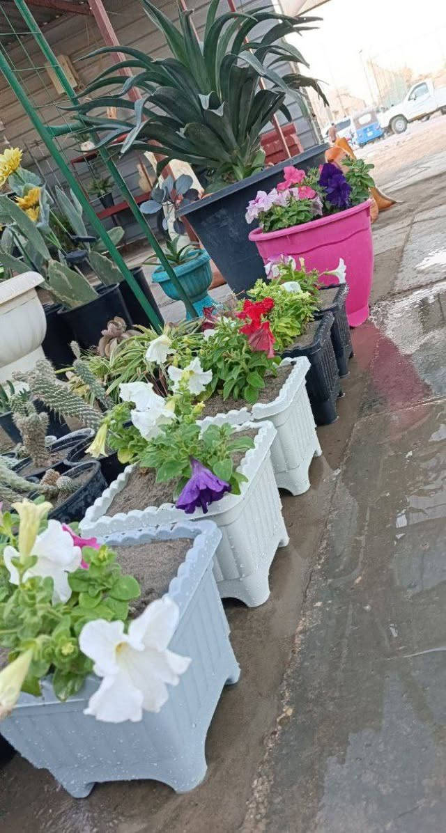 السلام عليكم  ...🌹🌹🌹🍁🍁🍁
لله الحمد وصول وجبه جديده وتشكيله جميله من الزرع..من فواكه ومصدات رياح وزينه ..ودايات  الباذنجان والطماطم والفلفل الحار والبارد والفراوله..التفاصيل اسفل كل صور..للطلب والاستفسار مراسلة الصفحه او الاتصال او واتساب .***********
***********
العنوان محافظة ذي قار .قضاء قلعة سكر ..مدخل الحي العسكري من اتجاه الحي الصناعي 🌾🌾🌾🌼🌼🌼
