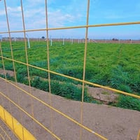 مزارع • ١٠٠٠م • توحيد العفلوكي