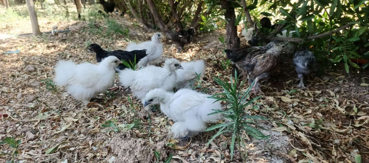 فراريج كوشن قطبي للبيع اي استفسار اتصل ***********
