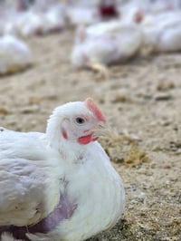 محل دجاج 🍗 بحاجه الئ عامل يعرف يذبح وينضف كون خبره ويعرف مكاني كربلاء ...