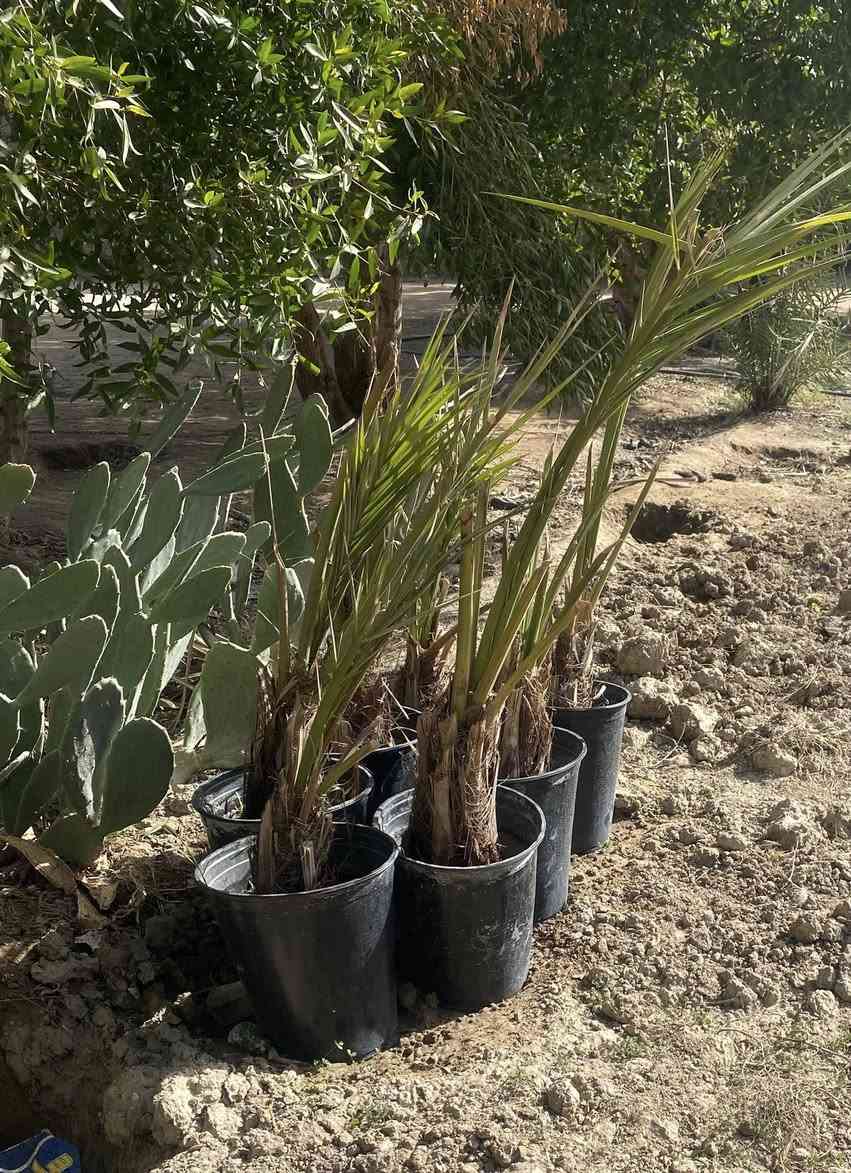 فسائل بريم شرط في سنادين السعر 45 الوحده

‭0780 940 1236‬
