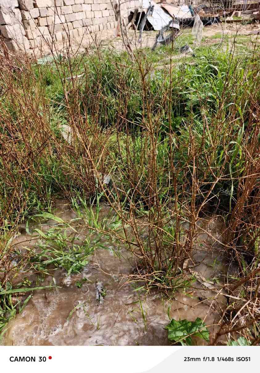 اشجار رمان مريكي درجه والى ان شاءلله رقم موجود ***********
