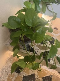 لبلاب طبقي متدلي • نبات منزلي • توصيل خانقين