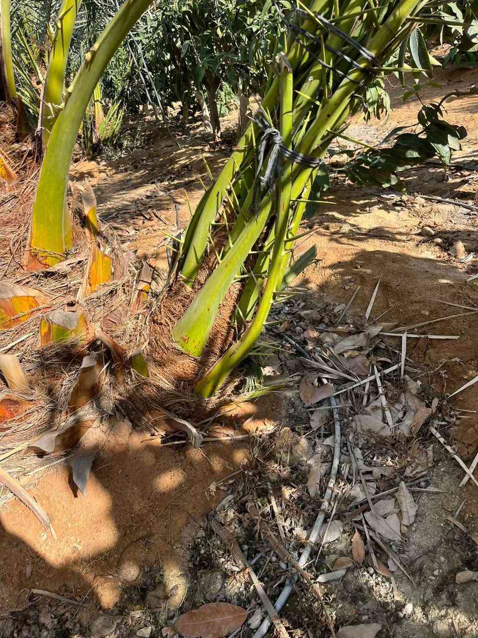 برحي فرنساوي اصل Singapore


**إذا كنت صاحب هذا الإعلان وتريد حذفه لأي سبب، رجاءا أرسل رسالة إلى الدعم الفني**