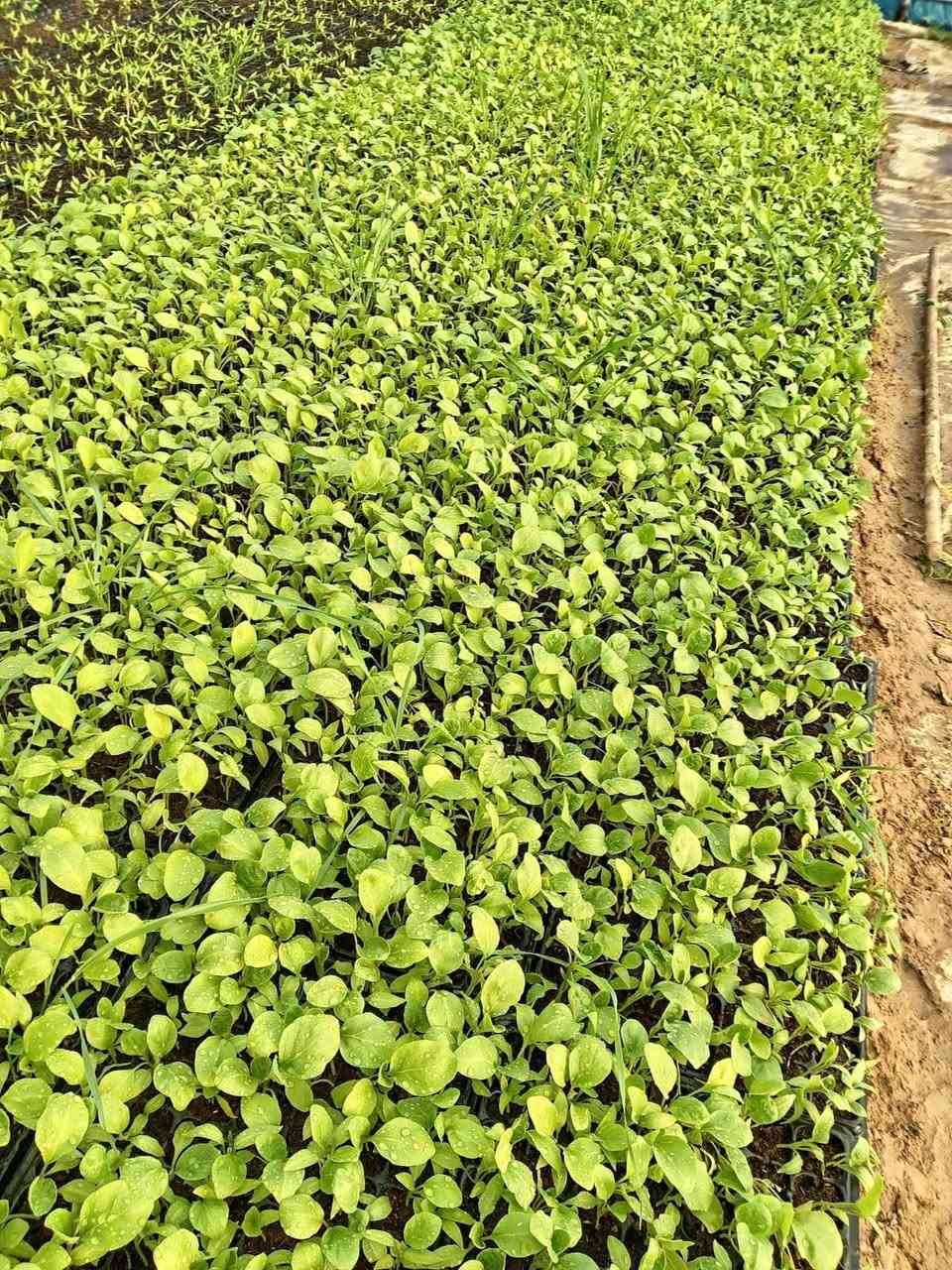 سلام عليكم أنواع شتل متوفر للبيع فلفل بدنجان طماطة كل درحة اولى  اتصل رقم ***********
