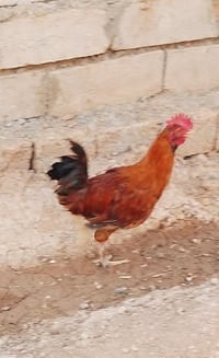 ديك • دجاج • عدد اثنين