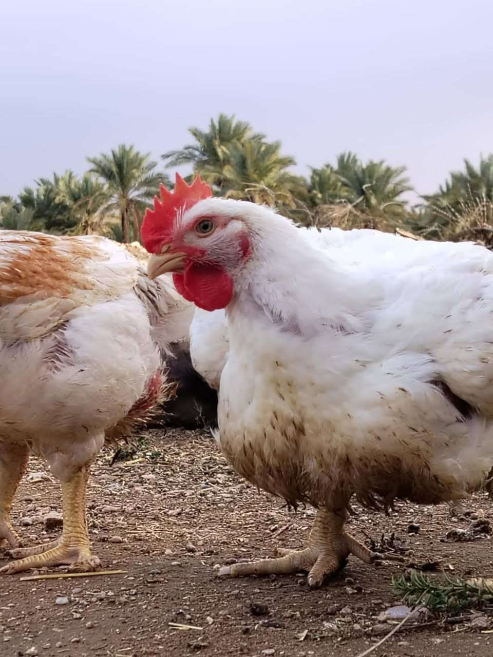 بسم الله وعلى بركة الله
لدينا دجاج مصلحه بوزن كيلوين عالميزان بسعر ٦٠٠٠ آلاف علماََ الدجاج من الحقل مو محل مكان بلدروز قرب سيطرة ٦٠ عبور الشاخات قرب بيت الهوليه
***********
***********
