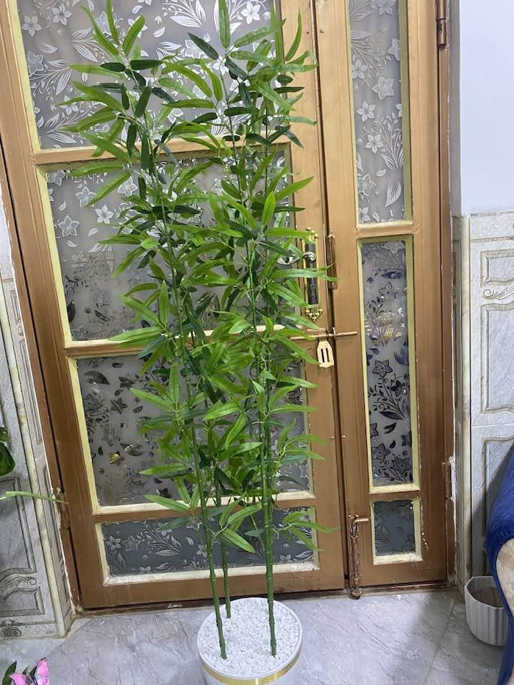 طلب الزبونه شجره البامبو يتوفر خدمه توصيل 🚚


**إذا كنت صاحب هذا الإعلان وتريد حذفه لأي سبب، رجاءا أرسل رسالة إلى الدعم الفني**