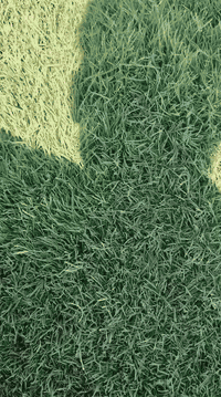 باسعار ثيل ديالى الطبيعي 🏡
أهلاً بكم في مجموعه مزارع ديالى لثيل الهندي الطبيعي 🌿🌱
 نقدم لكم افضل انوع الثيل الطبيعي عالي الجوده يتحمل كافه الضروف البيئية.🌦️🌞
دائم الخضرة🌿🌳 وباسعار تنافسيه وعروض مميزة ☘️❤️
#مستعدون لتجهيز وفرش الحدائق🏡 ودوائر الدولة🏡والمنازل🏡🏡
و تجهيز الملاعب🏟️ والمنتزهات بانسب الاسعار مع ضمان الجودة العالية في العمل👷👷

مع خدمة التوصيل خلال24ساعه🚛🚛
الاسعار 💵💸 تختلف حسب الكمية 
للاستفسار الاتصال على : 
او التواصل مع الصفحه عن طريق ارسال رسالة على الوتساب او الاتصال📞‏‪***********
