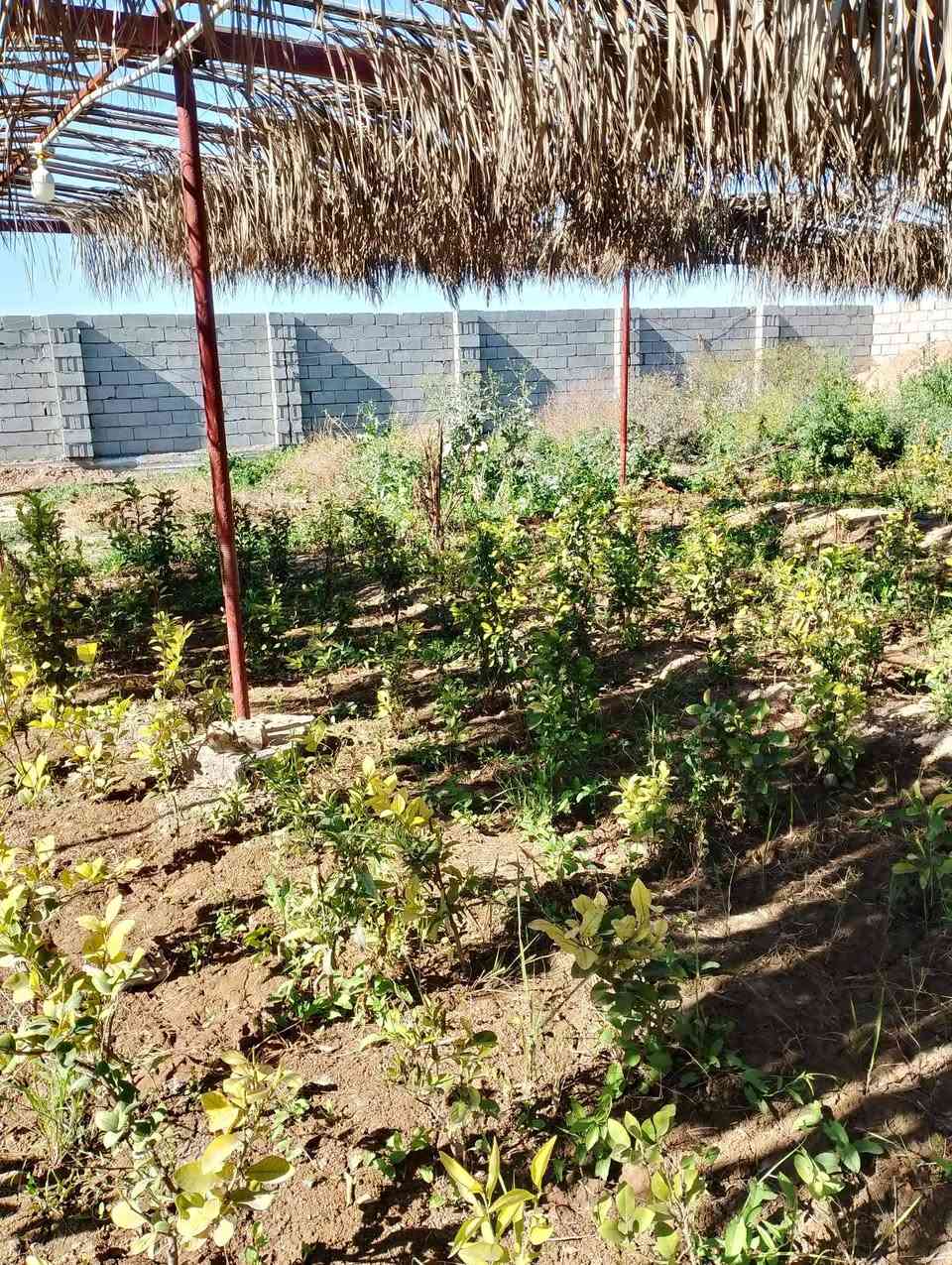 السلام عليكم من رخصه الادمن للبيع اشجار حمضيات ابو الطينه رارنج ونومي حامض وبرتقال المكان بغداد التاجي قريه جرف الملح قرب محطه تعبئه وقود التاجي للاستفسار ***********.          ***********
