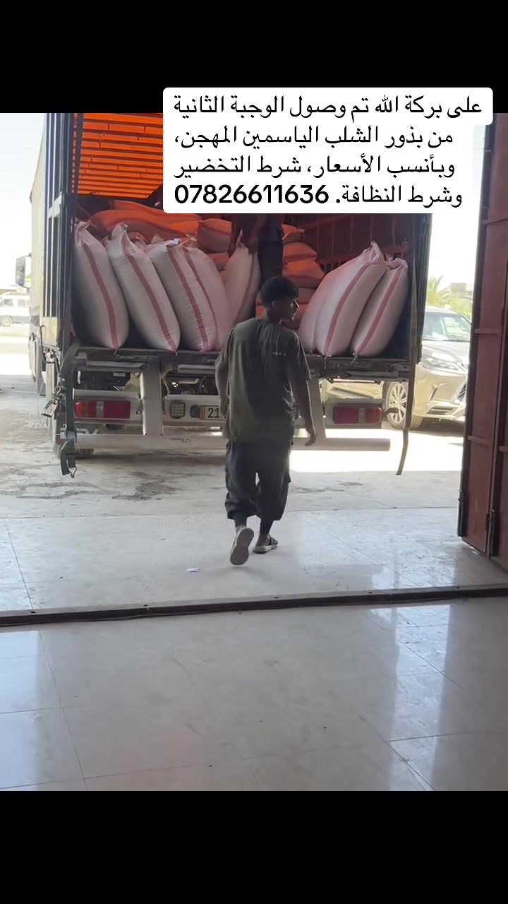 :
على بركة الله تم وصول الوجبة الثانية من بذور الشلب الياسمين المهجن، وبأنسب الأسعار، شرط التخضير وشرط النظافة. ***********
