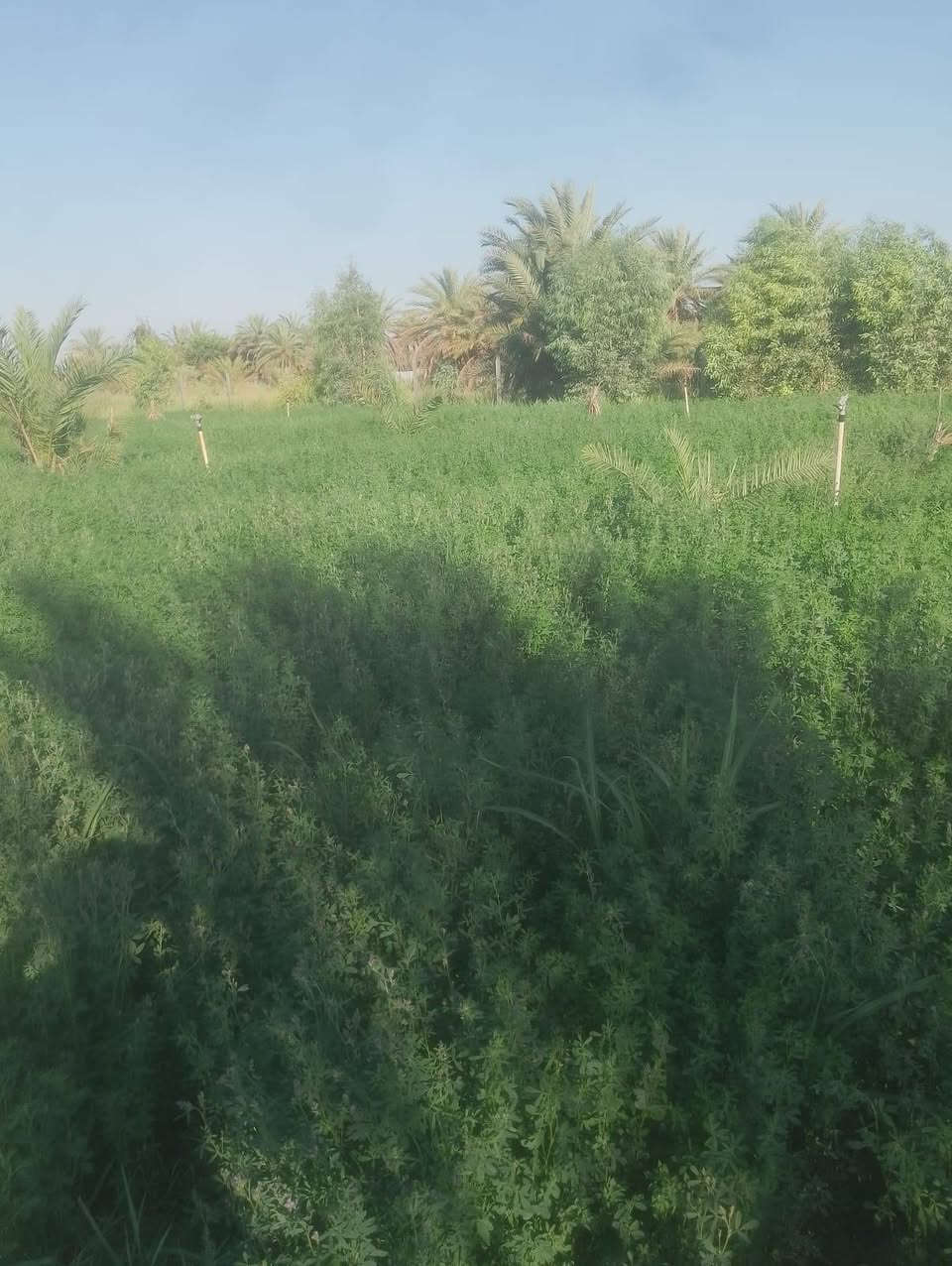 يوجد جت ومانيكوم او شعير صيفي للضمان تواصل على الرقم ***********
دجيل صلاح الدين
